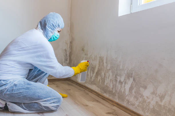 Licensed Mold Inspection service in Brogue, PA - WQB Mold Removal