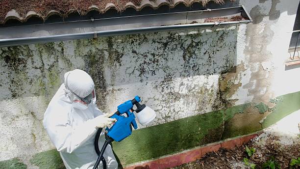 Top rated local Mold Inspection specialists in Brogue, PA